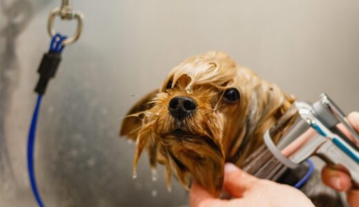 第一種動物取扱業の7区分を具体例で解説｜自分の事業はどれに該当する？