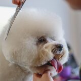 トリマーになるには？必要な資格・就職から独立までの道筋を解説【予約が取れないサロン急増】