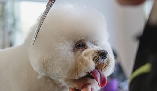 トリマーになるには？必要な資格・就職から独立までの道筋を解説【予約が取れないサロン急増】
