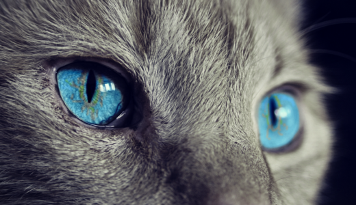 第一種動物取扱業者が守るべき義務と行政処分のリスク