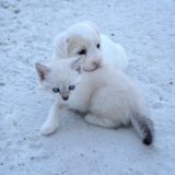 第二種動物取扱業とは？非営利でも届出が必要なケースを解説